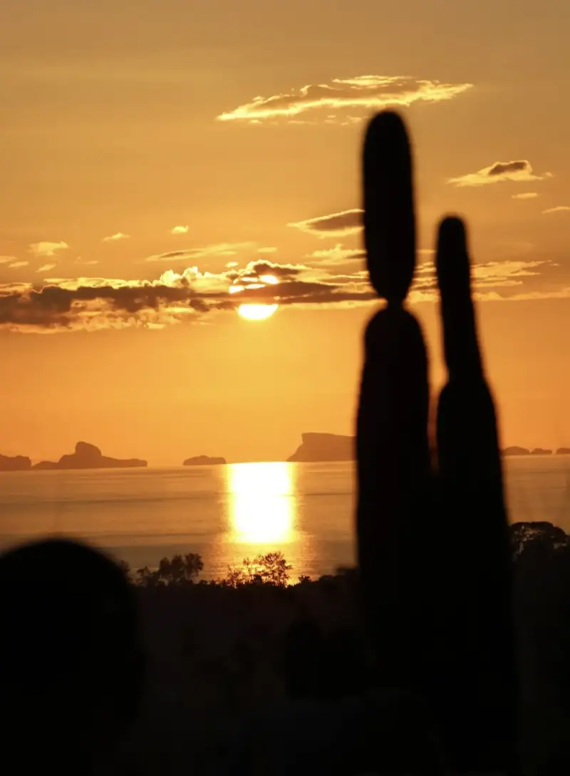 The sun setting into the sea off Koh Phangan, casting a gold reflection across the water, framed by tall cactus silhouettes on the terrace at Secret Mountain